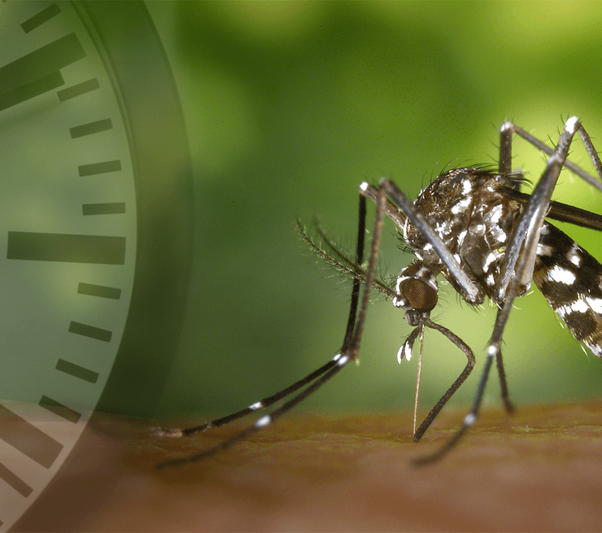 Mosquito biting skin close up image